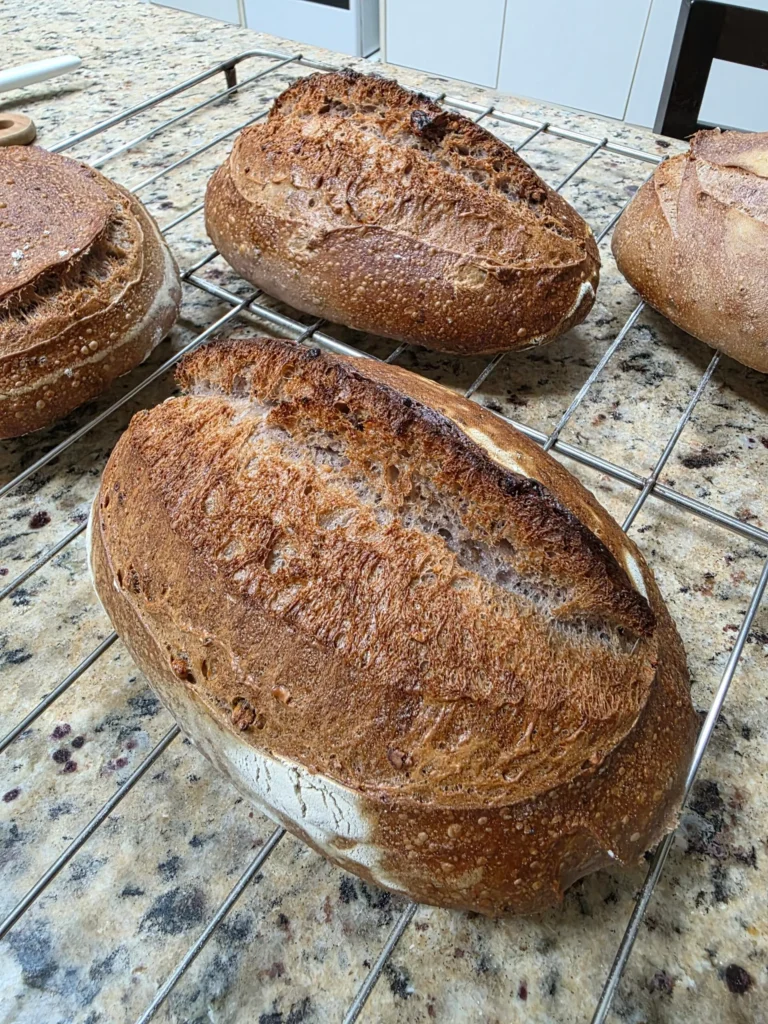 Pão artesanal de casca crocante assado no forno de lastro com vapor Larroyd